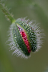 Flowers Red poppies blossom on wild field. Beautiful field red poppies with selective focus. soft light. Natural drugs. Glade of red poppies. Lonely poppy. Soft focus blur
