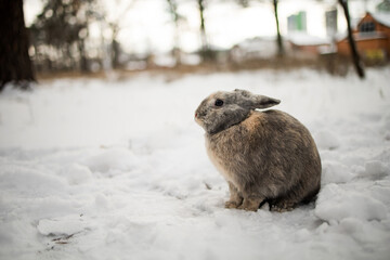Snowshoe hare sitting quietly in a snowy Alaska forest.