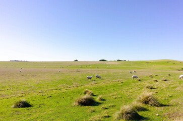 Fototapeta na wymiar herd of sheep