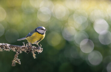 blue tit on a branch on bright background
