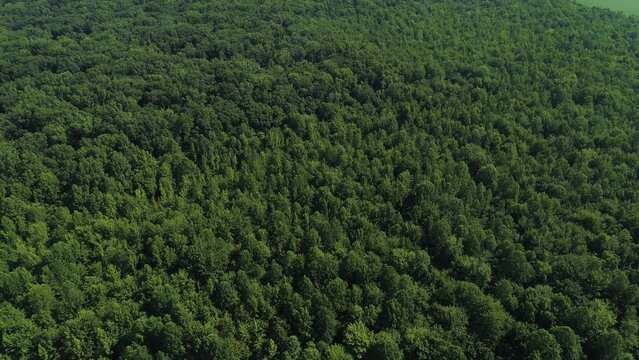 Aerial 4K Footage of Deforestation Line for Agricultural land Use -Indiana