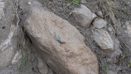 bark texture bearded dragon