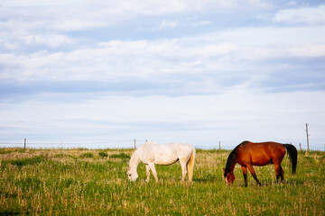 Naklejka na ściany i meble Two horses eating grass on a meadow