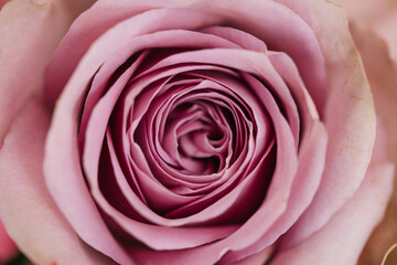 Obraz premium pink rose closeup