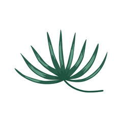 Hand draw tropical leaves