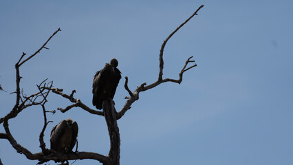 vulture on tree