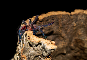 Ybyrapora diversipes