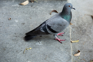 Pigeon on ground Siam streen road
