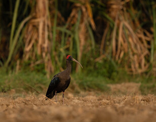 The red-naped ibis also known as the Indian black ibis or black ibis is a species of ibis found in the plains of the Indian Subcontinent.