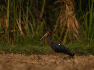 Naklejka premium The red-naped ibis also known as the Indian black ibis or black ibis is a species of ibis found in the plains of the Indian Subcontinent.