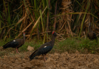 Naklejka premium The red-naped ibis also known as the Indian black ibis or black ibis is a species of ibis found in the plains of the Indian Subcontinent.