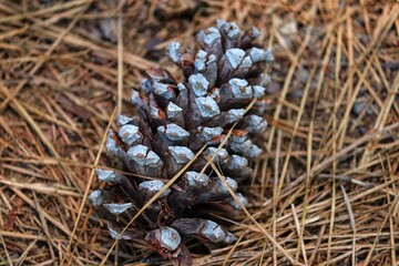 The beauty of the Pine Cone that just fell from the Pinheiro.