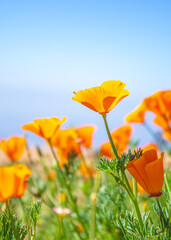 Poppy flower or Tulip flower field with blue sky.