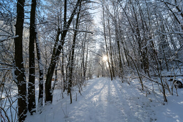 Winter forest covered by the fresh snow in beautiful sunny day