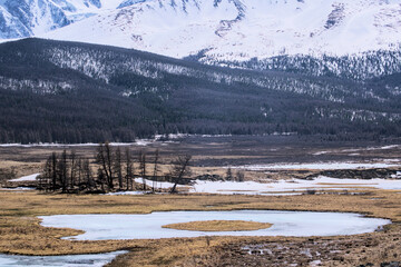 forest winter mointain