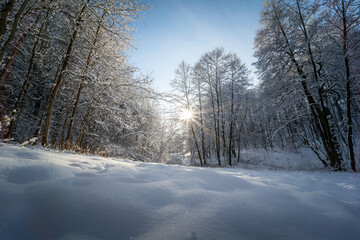Winter forest covered by the fresh snow in beautiful sunny day