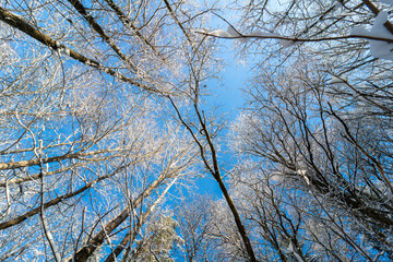 Winter forest covered by the fresh snow in beautiful sunny day