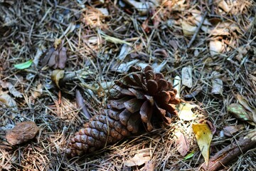 The beauty of the Pine Cone that just fell from the Pinheiro.
