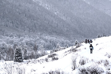 forest winter mointain