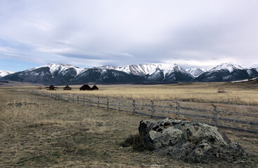 sheep in the mountain