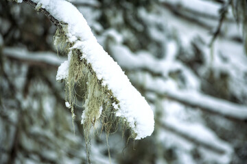 snow covered branches