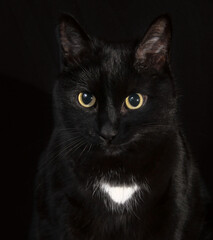 black cat portrait