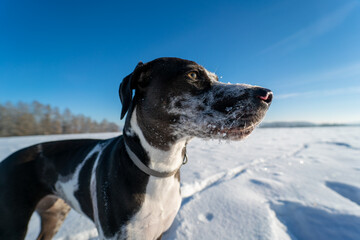 Portrait of Catahoula Leopard dog in sunny winter day