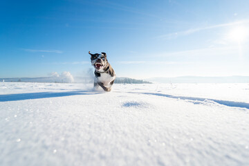 Catahoula Leopard dog in sunny winter day