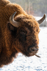 Bison in winter in Romania