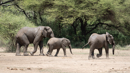 elephants in the savannah