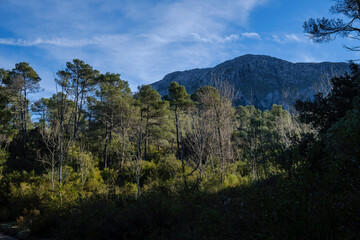 Sa Coma de Binifaldo pine forest, Escorca, Mallorca, Balearic Islands, Spain