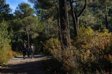 Sa Coma de Binifaldo pine forest, Escorca, Mallorca, Balearic Islands, Spain