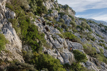 herd of wild goats, Alcanella, Mallorca, Balearic Islands, Spain