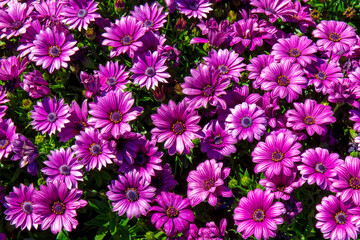 Colorful violet or purple chrysanthemum flowers.
