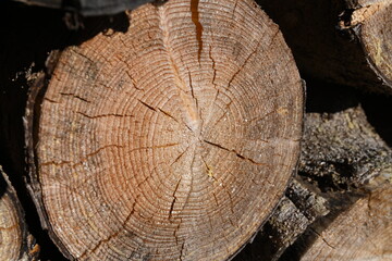 tronco legno