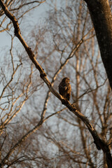 Bussard