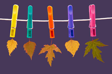 autumn dry leaves hang on colored clothespins