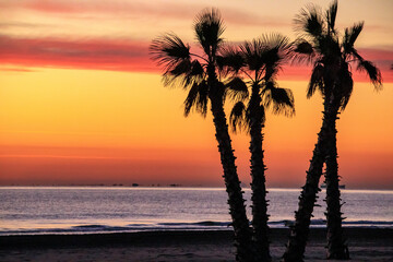 Fototapeta na wymiar closeup with palm trees at sunrise on the beach.