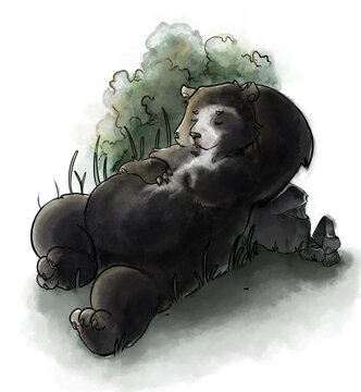 oso durmiendo 