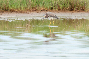 ripples on the water surface radiate out from the beak of a blue heron after it missed a stalking...