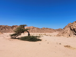 a living tree in the desert