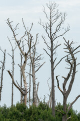 cluster of dense dead dried conifer tree trunks and branches that have died in previous season, now rotting and filled with holes from birds foraging for ants grubs larva and winged insects