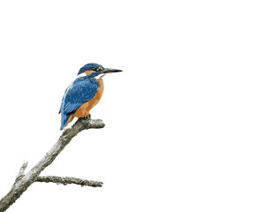 Kingfischer standing on a branch