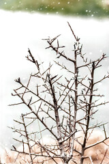 Naked tree branches against at winter
