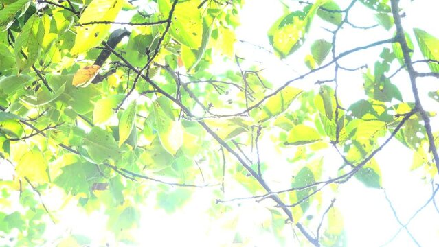 ゆれる緑の葉から漏れる太陽光のクローズアップをローアングルで固定撮影 (環境音あり、セミの声)