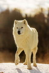 Obraz premium male Arctic wolf (Canis lupus arctos) is very distrustful