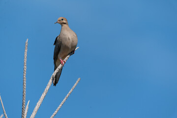 The mourning dove (Zenaida macroura)