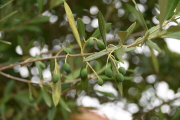 olives au soleil
