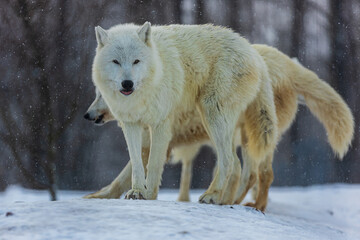 male Arctic wolf (Canis lupus arctos) it began to snow in the barren landscape