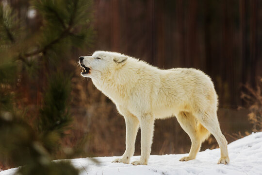 male Arctic wolf (Canis lupus arctos) he began to howl very sadly
